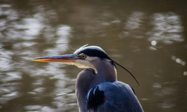 A Guide to Heron-Watching: When and Where to Find Them