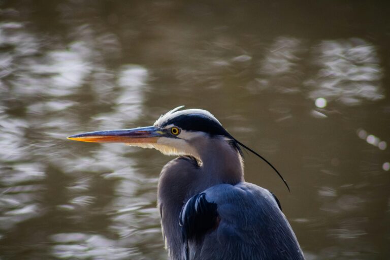 Grey heron