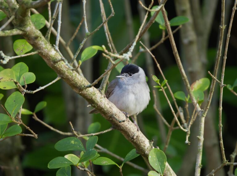 Eurasian Black Cap British bird profile