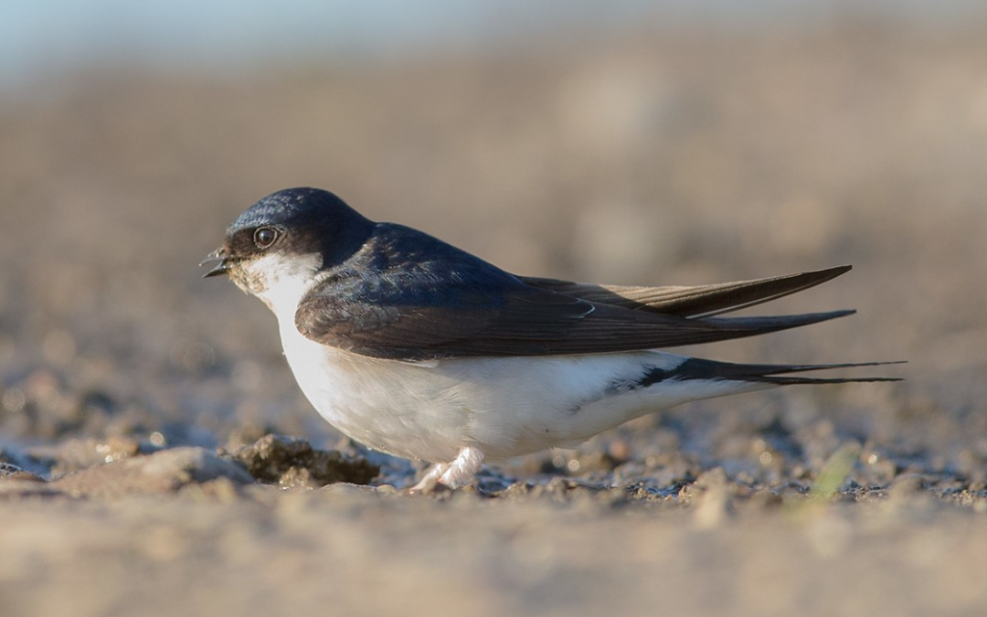 House Martin – Natures Acrobat