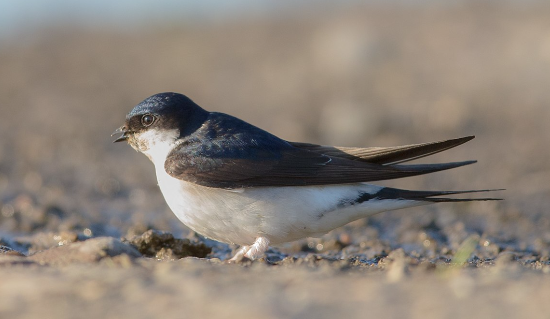 House Martin – Natures Acrobat