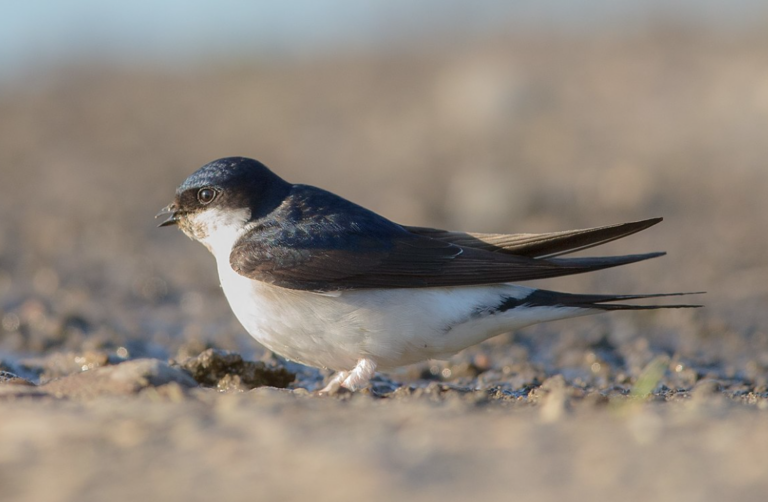House Martin