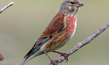 Linnet – A Charming Songbird of the Countryside