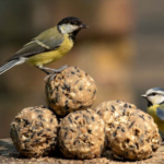 Fat Balls for Birds: A Comprehensive Guide