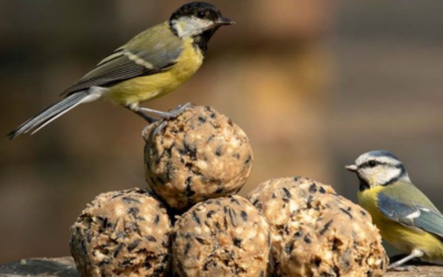 Fat Balls for Birds: A Comprehensive Guide