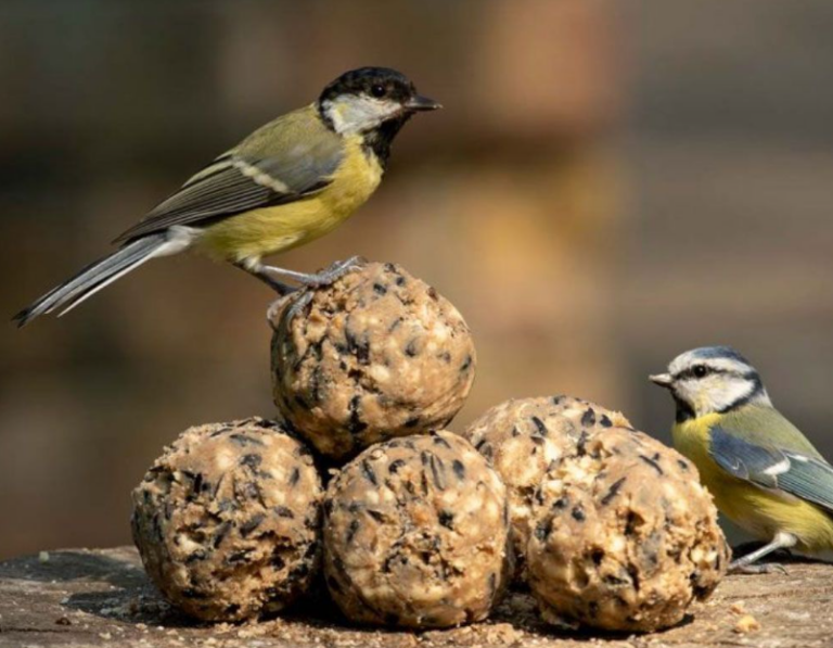 Fat Balls for birds