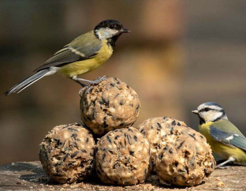 Fat Balls for Birds: A Comprehensive Guide