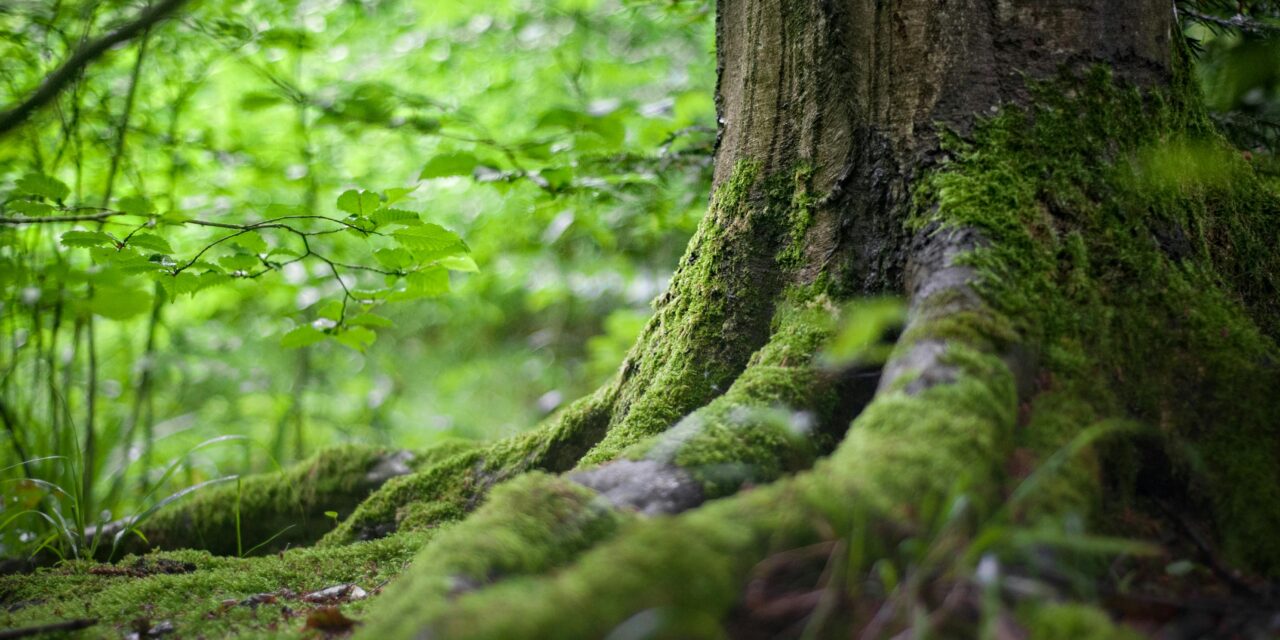 Welcome to Ilam Park: A Nature Lover’s Dream