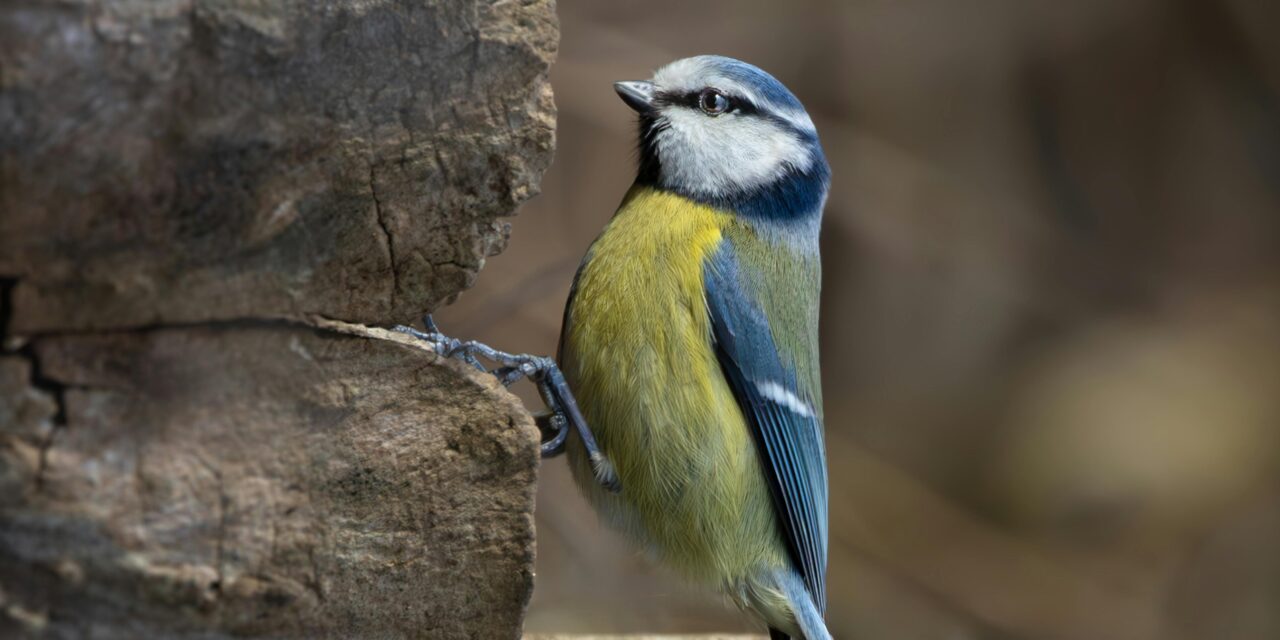 Blue Tit Nesting Season – When Do They Start?