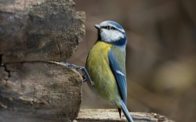 When Do Blue Tits Start Nesting? A Comprehensive Guide