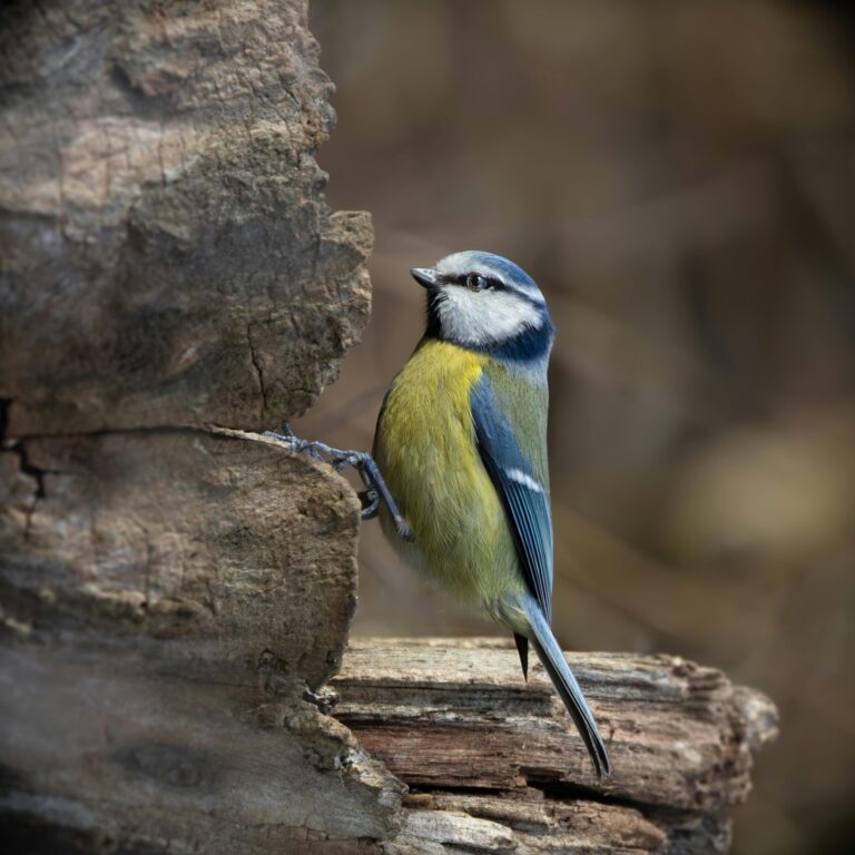 Blue Tit Nesting