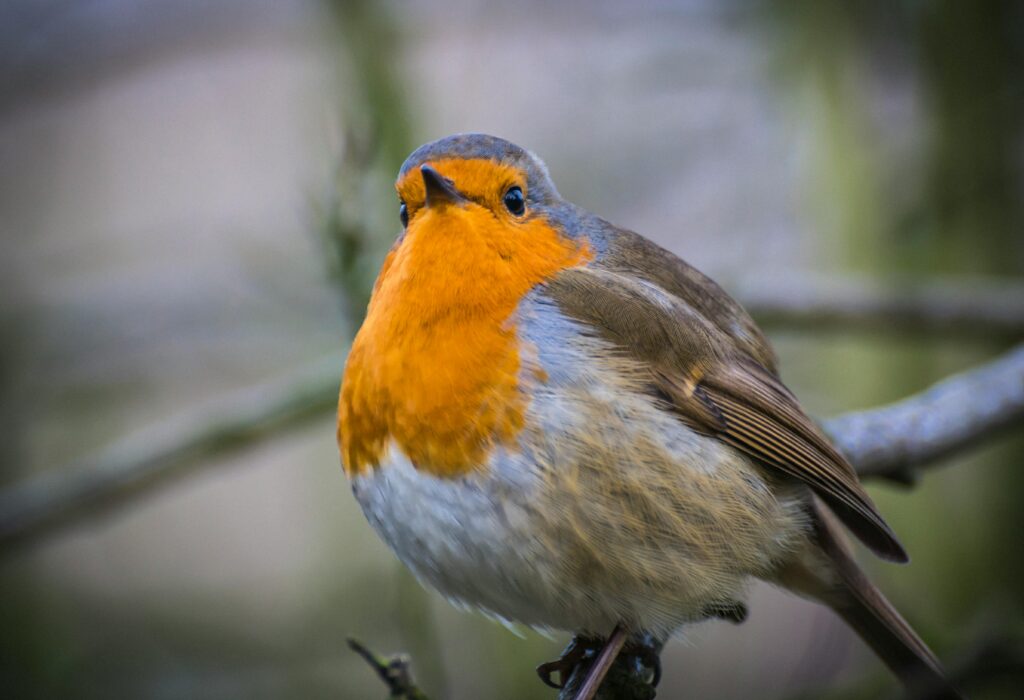 Robin