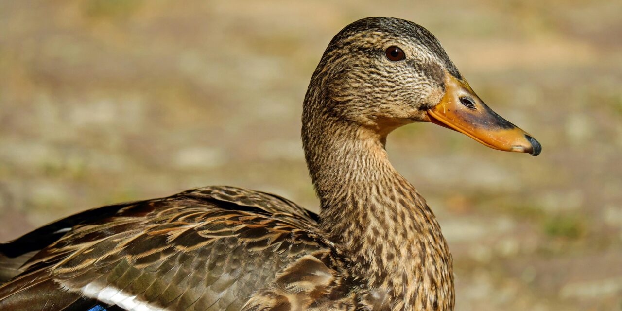 What Do Ducks Eat? A Comprehensive Guide to Duck Diets