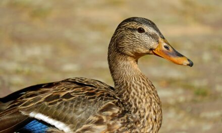 What Do Ducks Eat? A Comprehensive Guide to Duck Diets