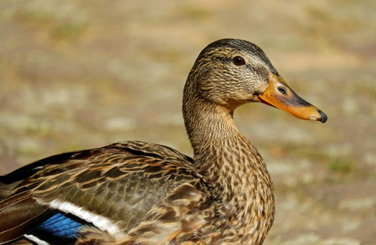 Duck Diet