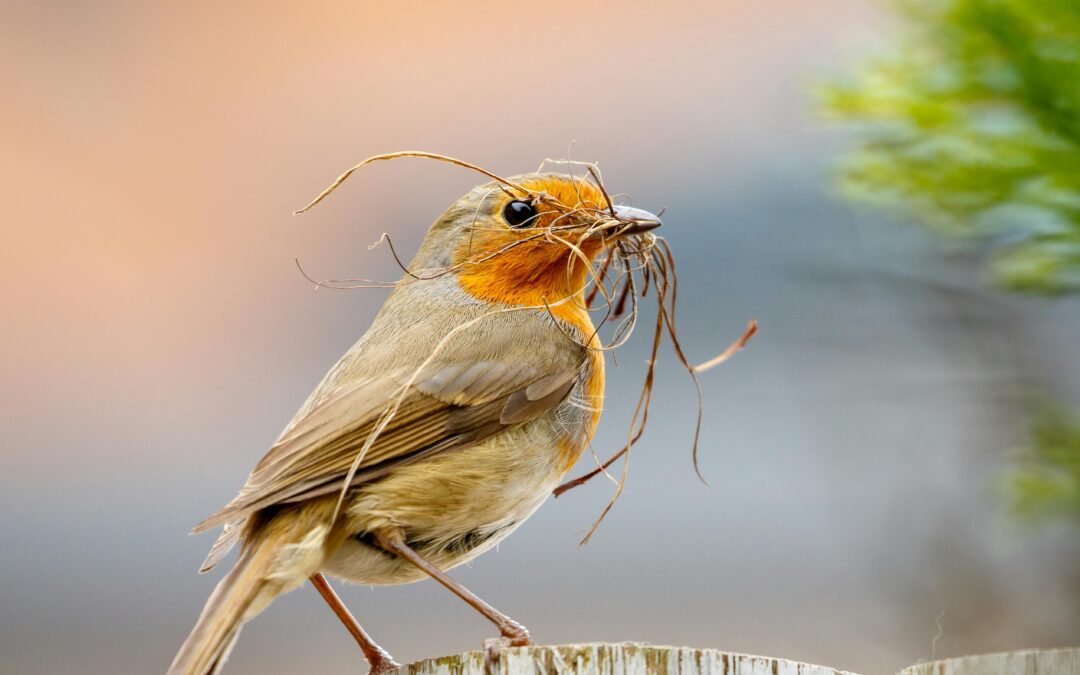 Robins: Friendly Garden Visitors and Ground Feeders