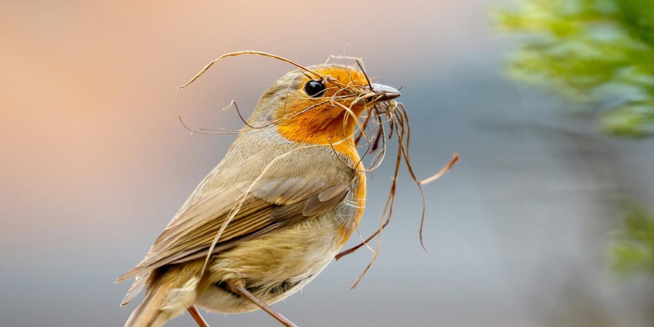 Robins: Friendly Garden Visitors and Ground Feeders