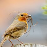 Female Robin: Understanding Her Role in Nature