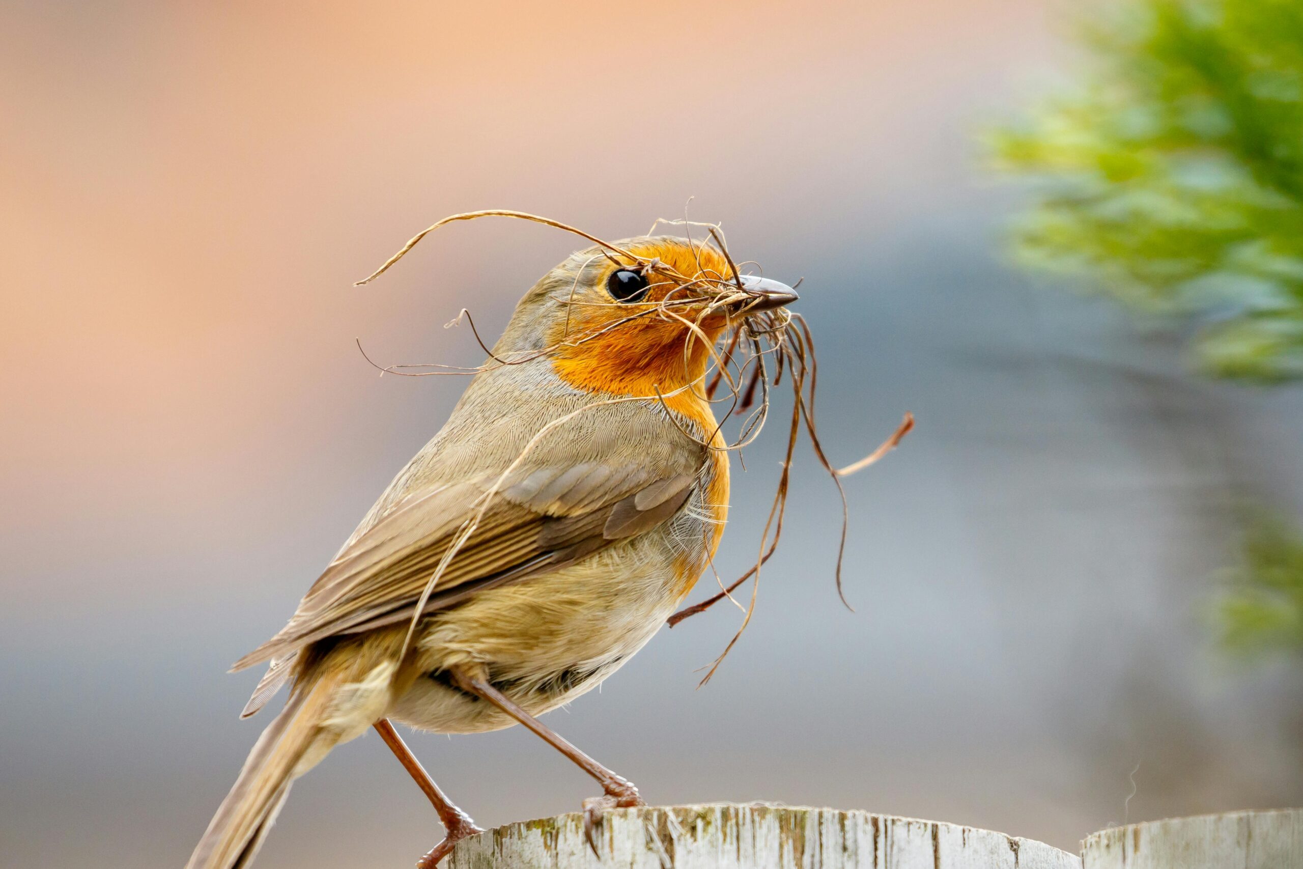 Female Robin
