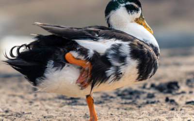 Magpie Duck: Fascinating Facts & Interesting Information