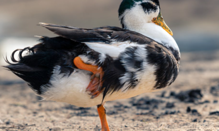 Magpie Duck: Fascinating Facts & Interesting Information