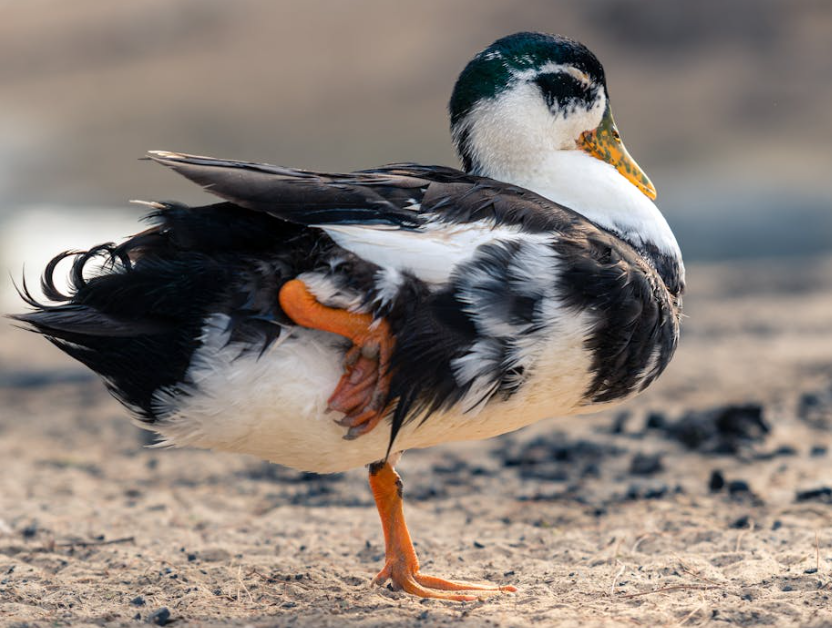 Magpie Duck: Fascinating Facts & Interesting Information