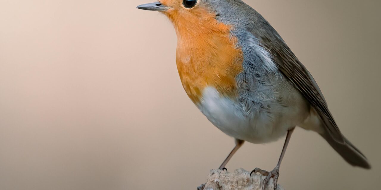 Bird Identification Basics: Tips for UK Birdwatching Beginners