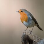 Bird Identification Basics: Tips for UK Birdwatching Beginners