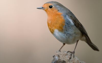 Bird Identification Basics: Tips for UK Birdwatching Beginners