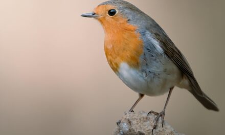 Bird Identification Basics: Tips for UK Birdwatching Beginners