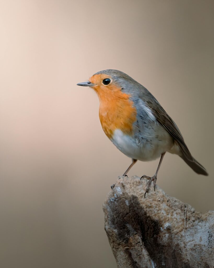 Robin - Bird Identification Basics