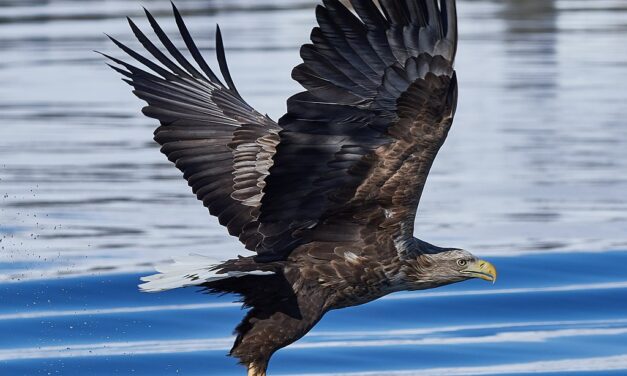 White-tailed eagle