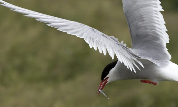 Arctic tern