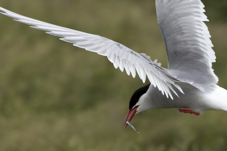 Arctic tern British bird profile