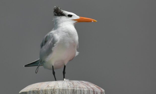 Sandwich tern