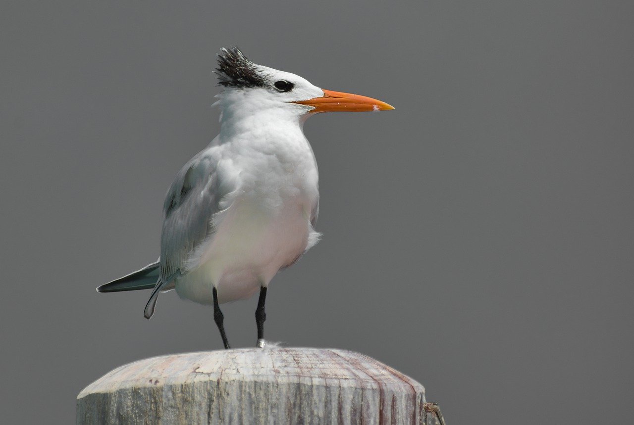 Sandwich tern