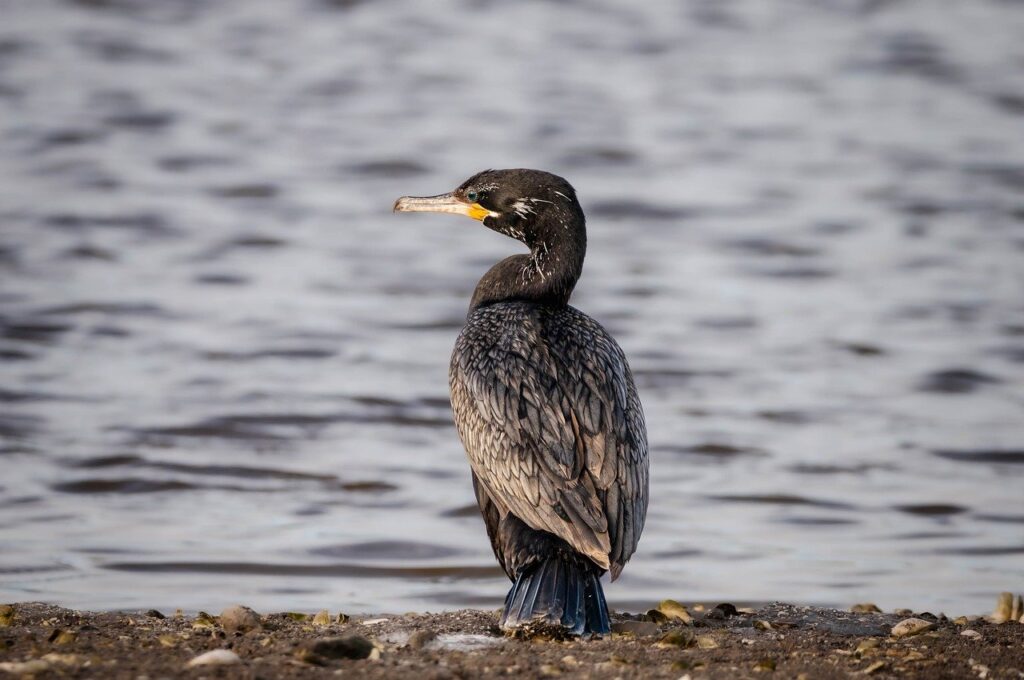 Cormorant British bird profile
