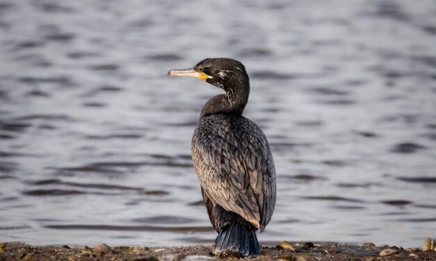 Cormorant