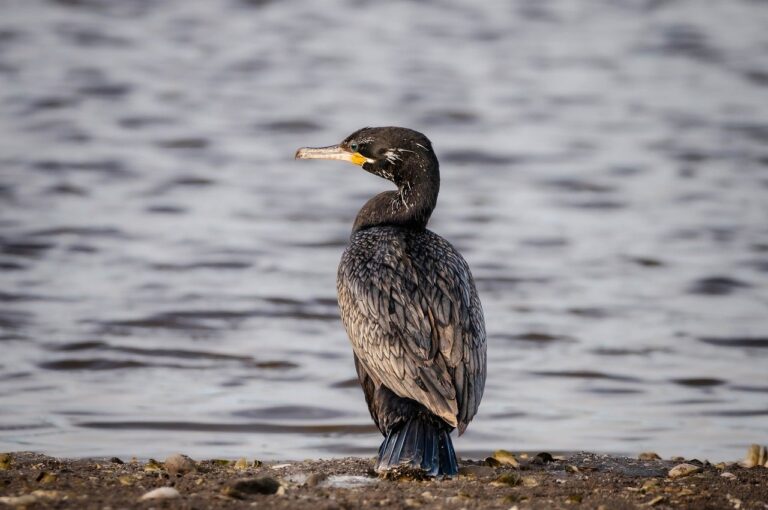 Cormorant British bird profile