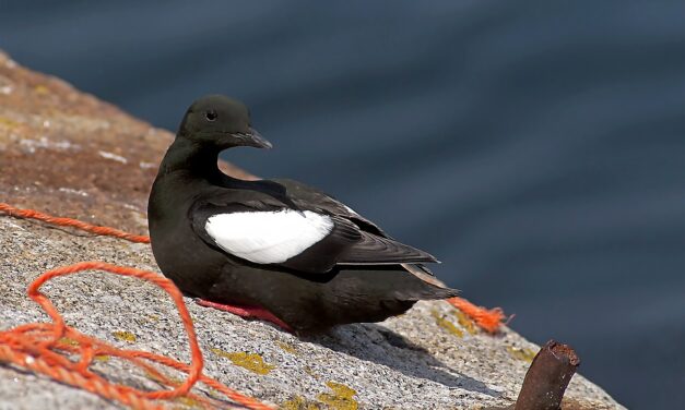 Black guillemot