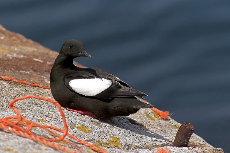 Black guillemot British bird profile