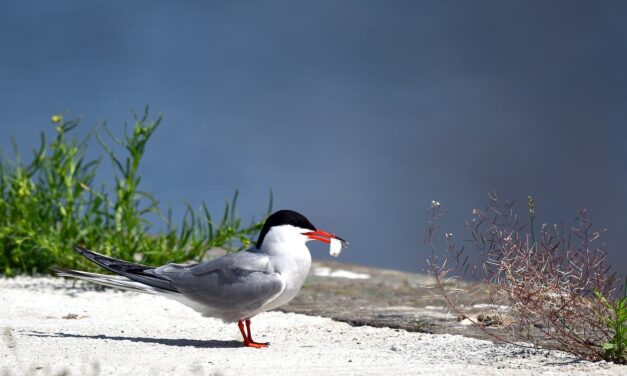 Common tern