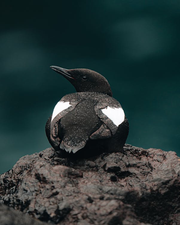Guillemot British bird profile