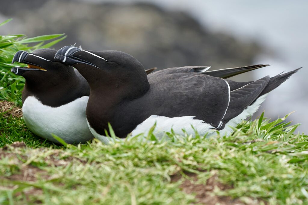 Razorbill British bird profile