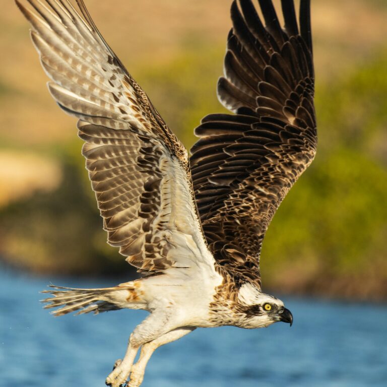 Osprey British bird profile
