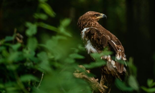 Golden eagle