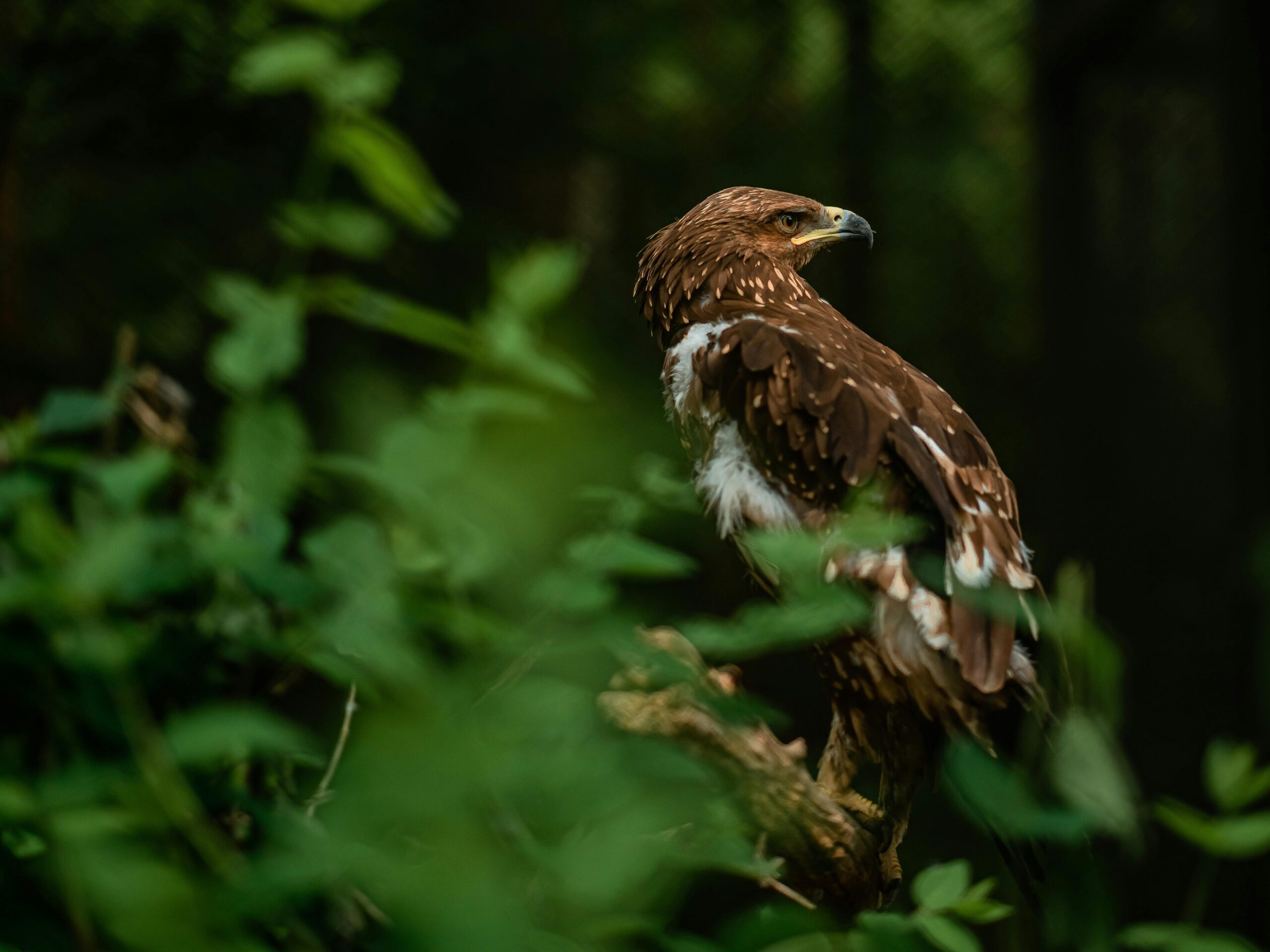 Golden eagle
