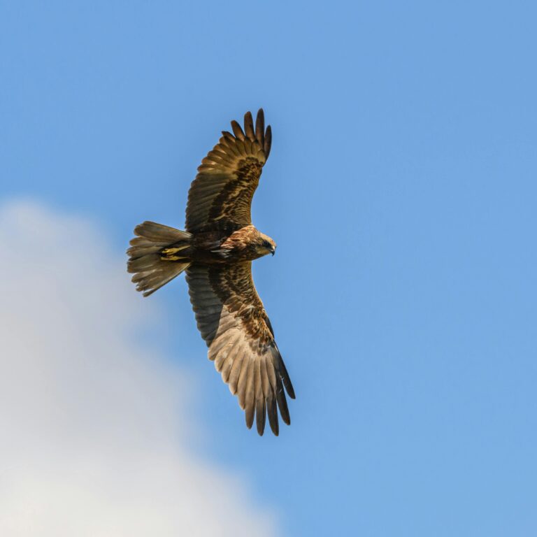 Marsh harrier British bird profile