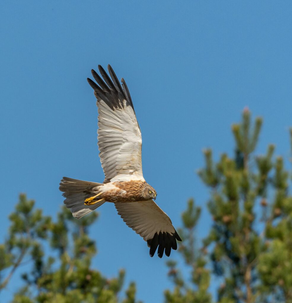 Hen harrier British bird profile