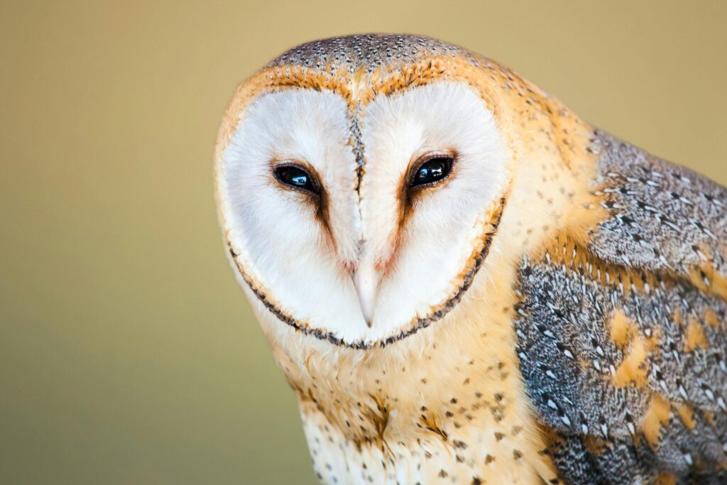 Barn owl British bird profile
